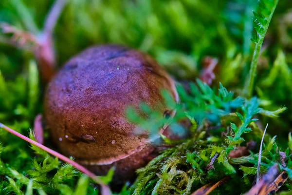 草丛中生长着美丽的蘑菇猪 — 图库照片
