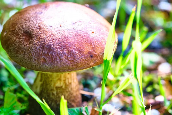 Beautiful Mushroom Hog Growing Grass — Stock Photo, Image