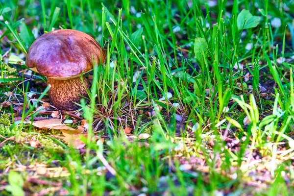 Beau Porc Champignon Poussant Dans Herbe — Photo