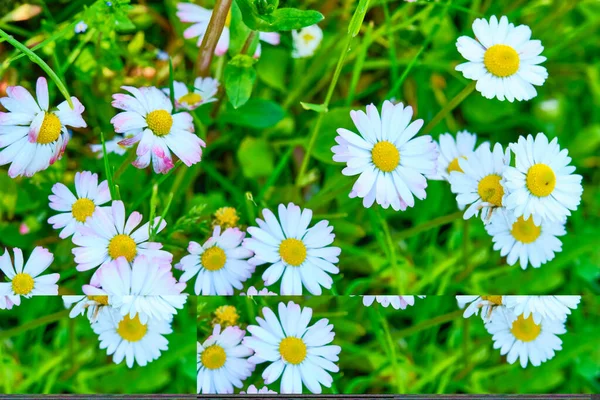 beautiful field daisies general plan