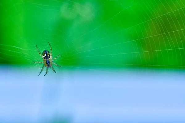 Spider Pende Sul Piano Generale Web — Foto Stock