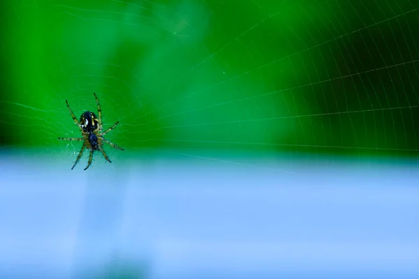 Pavouk Visí Webu Obecný Plán — Stock fotografie