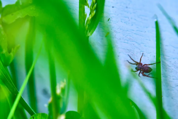 Araignée Sur Mur Caché Dans Herbe — Photo