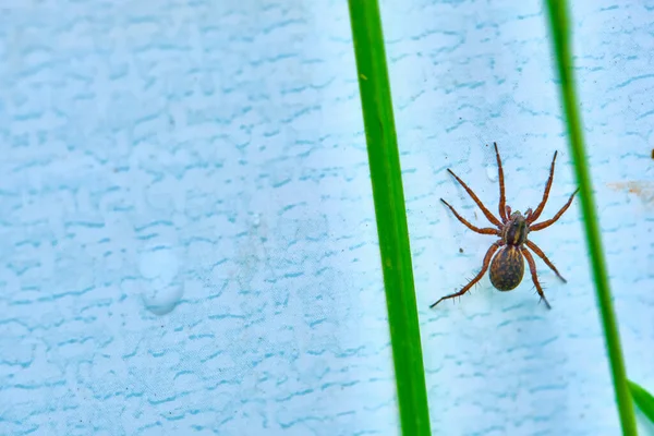 Aranha Parede Escondida Grama — Fotografia de Stock