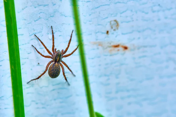 Araignée Sur Mur Caché Dans Herbe — Photo