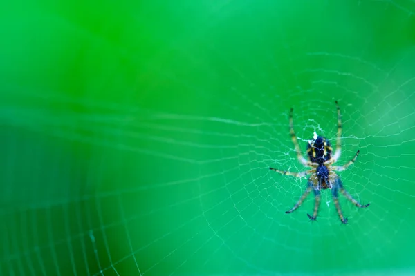 Spider Hänger Webben Allmän Plan — Stockfoto