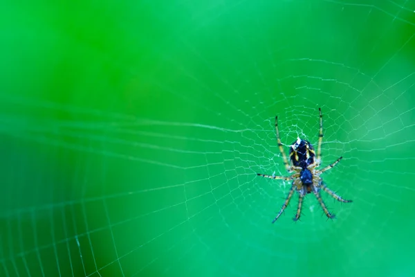 Spider Hänger Webben Allmän Plan — Stockfoto