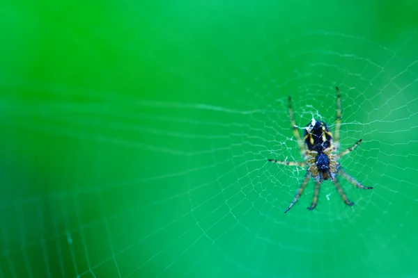 Spinne Hängt Netz — Stockfoto