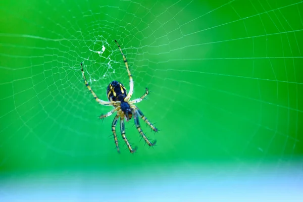 Spider Hangs Web General Plan — Stock Photo, Image