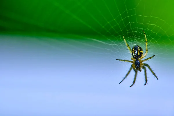 Spinne Hängt Netz — Stockfoto