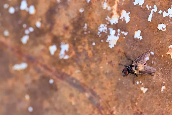 Foto Una Mosca Jardín Sobre Una Superficie Oxidada Hierro Color —  Fotos de Stock