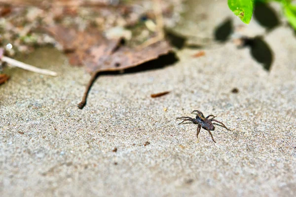 거미는 모래에 선택적 초점을 맞추고 앉는다 — 스톡 사진