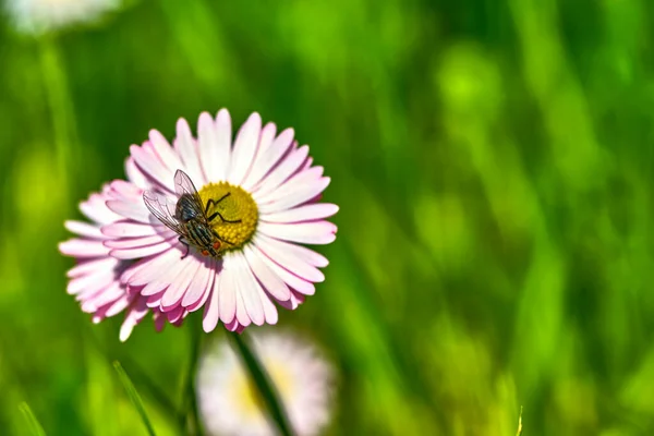 Schöne Wildblumen Verschwommenen Hintergrund Allgemeinen Plan — Stockfoto