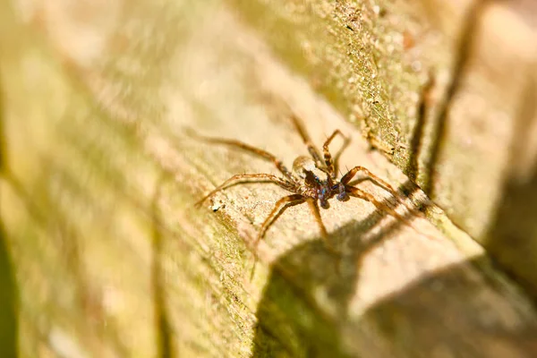 Spider Sienta Una Macro Placa — Foto de Stock