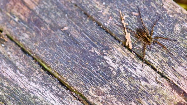Spider Κάθεται Μια Μακροπλακέτα — Φωτογραφία Αρχείου