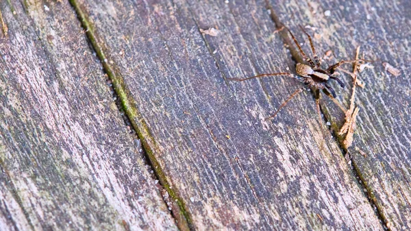 Spider Sits Macro Board — Stock Photo, Image