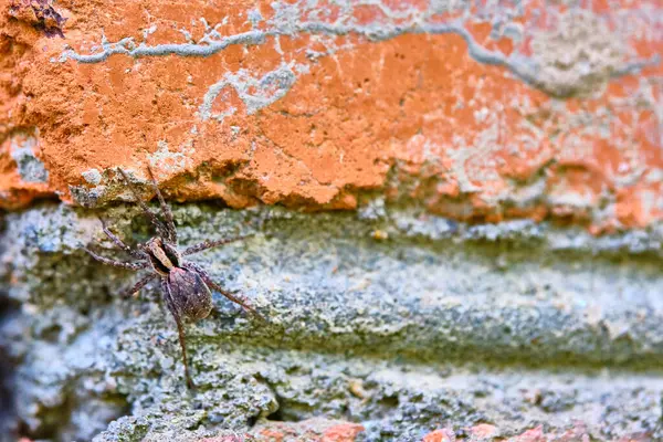 Spider Zit Een Baksteen — Stockfoto