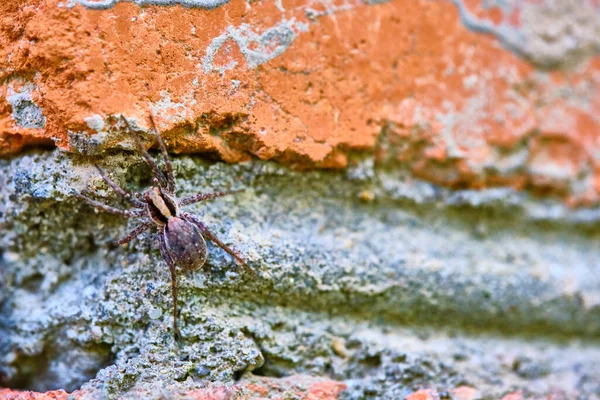 Aranha Senta Tijolo — Fotografia de Stock