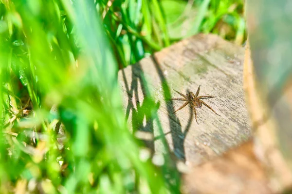 Павук Сидить Траві — стокове фото