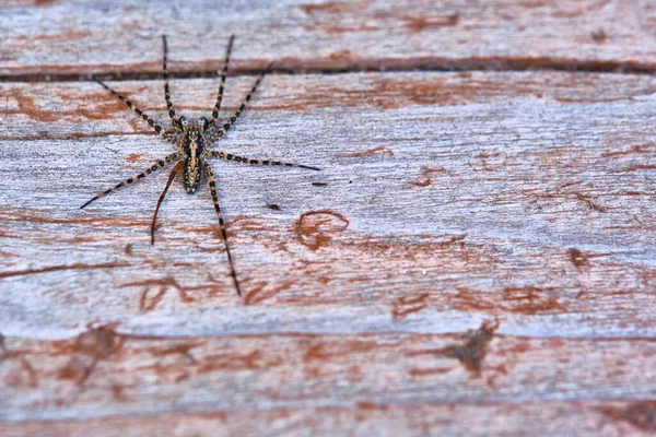 Spider Sits Macro Board — Stock Photo, Image