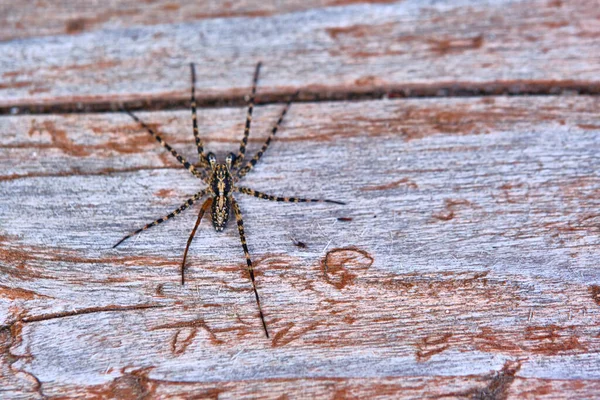 Spider Senta Uma Placa Macro — Fotografia de Stock
