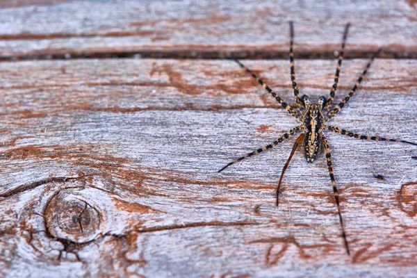 Spider Κάθεται Μια Μακροπλακέτα — Φωτογραφία Αρχείου