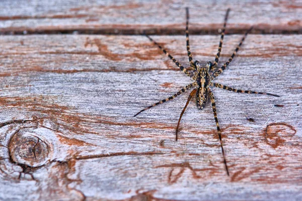 Spider Senta Uma Placa Macro — Fotografia de Stock