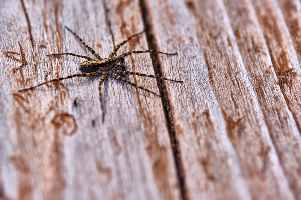 Pająk Siedzi Tablicy Makro — Zdjęcie stockowe