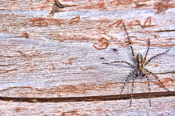 Pająk Siedzi Tablicy Makro — Zdjęcie stockowe