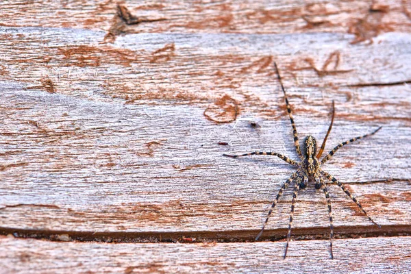 Spider Sienta Una Macro Placa — Foto de Stock