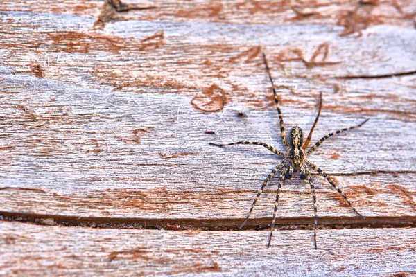 Spider Sienta Una Macro Placa — Foto de Stock