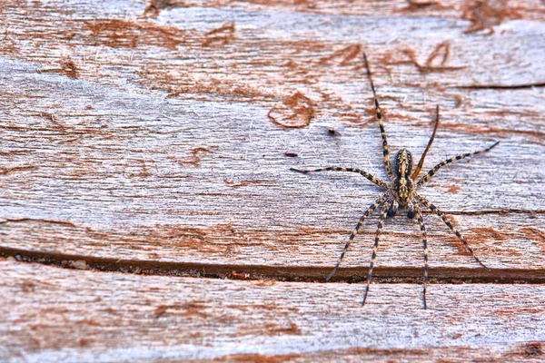 蜘蛛坐在一个宏观板上 — 图库照片
