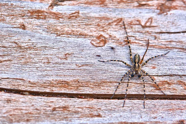 Spider Sits Macro Board — Stock Photo, Image