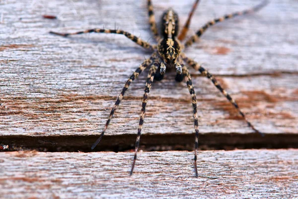 Spider Sienta Una Macro Placa — Foto de Stock