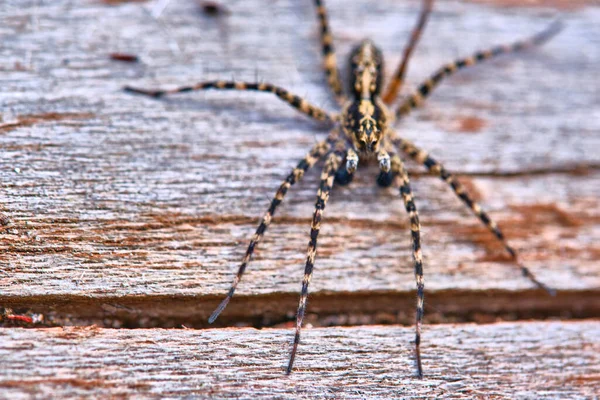 Spider Sits Macro Board — Stock Photo, Image