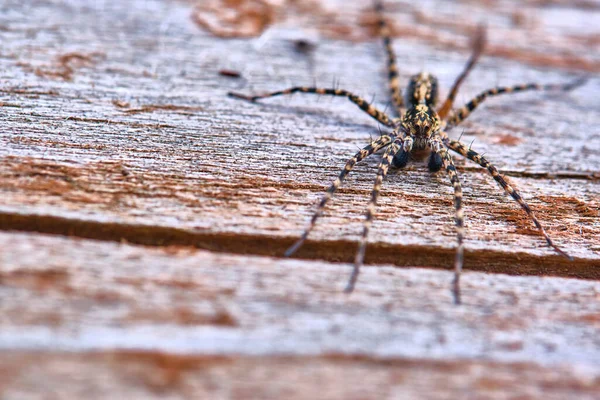 Spider Sienta Una Macro Placa — Foto de Stock