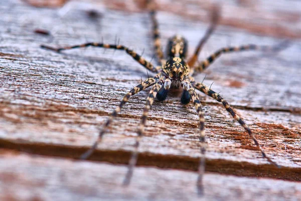 Spider Sits Macro Board — Stock Photo, Image