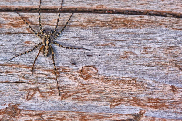 Spider Sienta Una Macro Placa — Foto de Stock