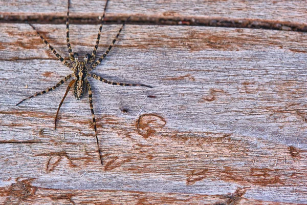 Spider Sits Macro Board — Stock Photo, Image