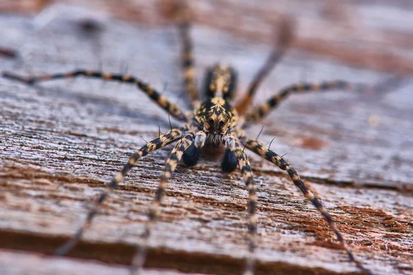 Spider Senta Uma Placa Macro — Fotografia de Stock