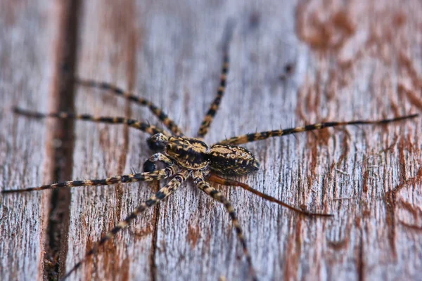 Spider Sits Macro Board — Stock Photo, Image