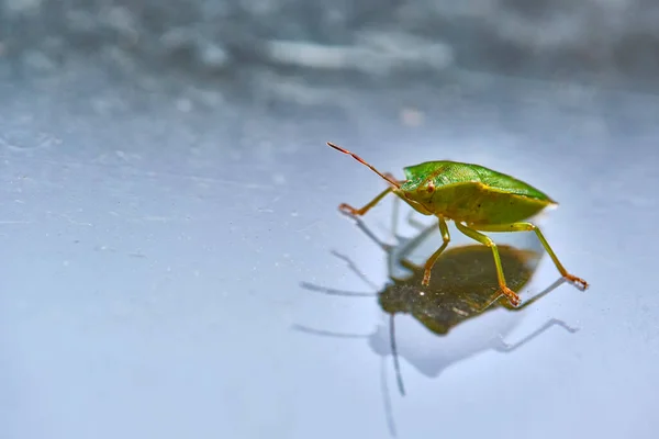 Punaise Lit Champ Est Assise Sur Verre — Photo