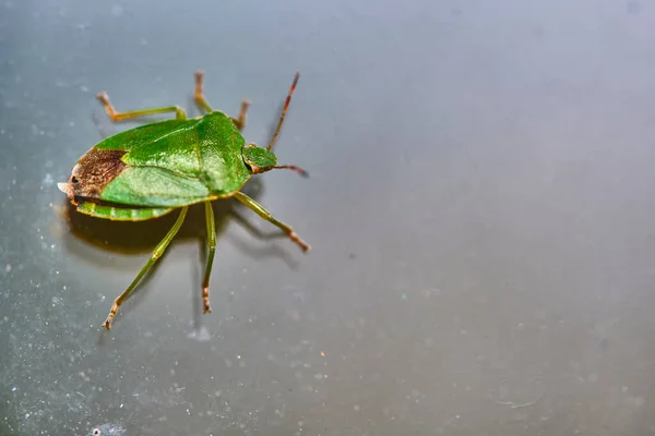 Punaise Lit Champ Est Assise Sur Verre — Photo