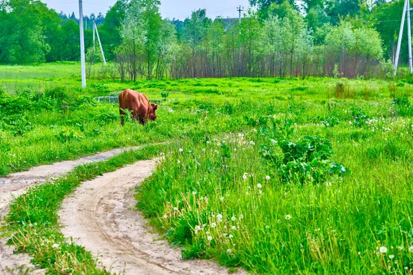 Корова Прикрашає Зелений Луг — стокове фото