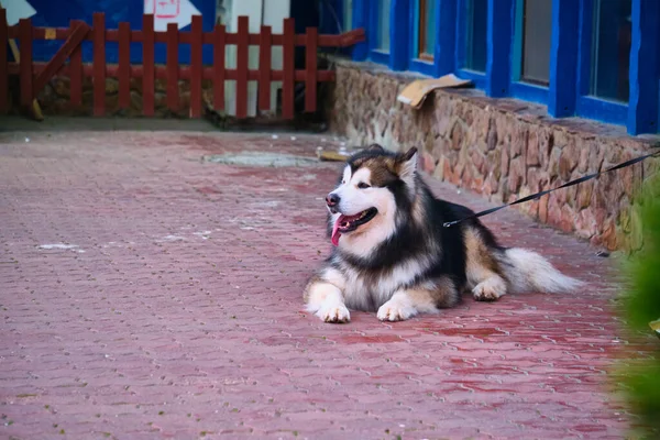 Grande Cão Husky Plano Geral Coleira — Fotografia de Stock