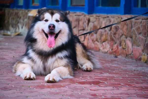 Великий Хаскі Собака Повідку Загальний План — стокове фото