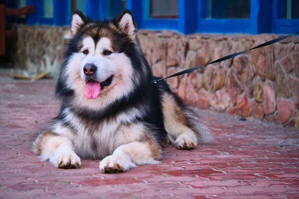 Stor Husky Hund Koppel Allmän Plan — Stockfoto