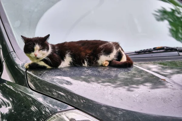 street cat sleeps on the bonnet of the car general plan
