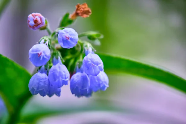 Schöne Wildblumen Makro Verschwimmen Hintergrund — Stockfoto