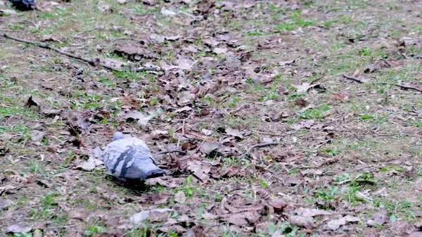 Pigeons Rue Marchent Sur Sol — Photo